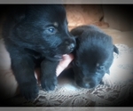 Small Photo #5 Border Collie-Norwegian Elkhound Mix Puppy For Sale in CHATFIELD, MN, USA