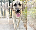 Small #8 Anatolian Shepherd-Rhodesian Ridgeback Mix