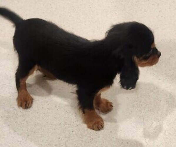 Medium Photo #11 Cavalier King Charles Spaniel Puppy For Sale in BOONVILLE, NY, USA