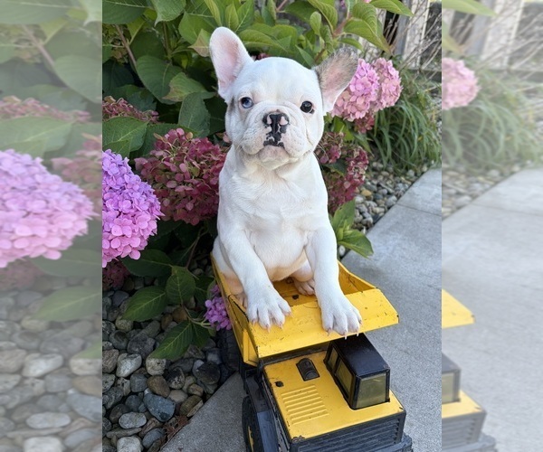 Medium Photo #3 French Bulldog Puppy For Sale in MIDDLEBURY, IN, USA