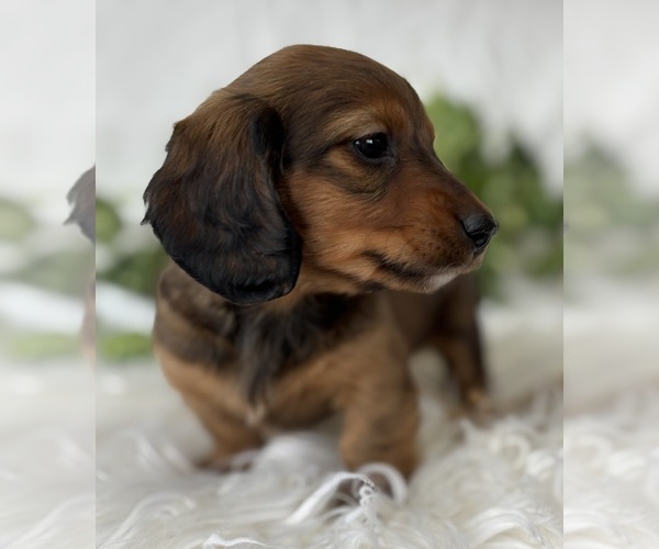 Medium Photo #5 Dachshund Puppy For Sale in ROCK STREAM, NY, USA