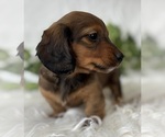 Small #4 Dachshund