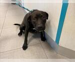 Small American Pit Bull Terrier Mix