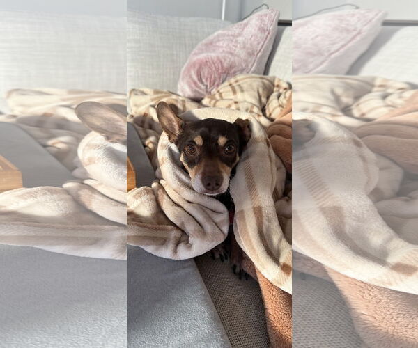 Medium Photo #3 Chiweenie Puppy For Sale in Grafton, WI, USA