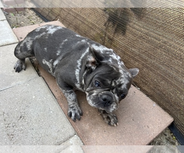 Medium Photo #1 French Bulldog Puppy For Sale in SAN BERNARDINO, CA, USA