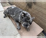 Small Photo #1 French Bulldog Puppy For Sale in SAN BERNARDINO, CA, USA