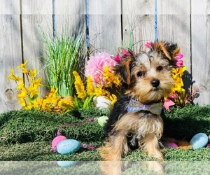 Yorkshire Terrier Puppy for sale in INDIANAPOLIS, IN, USA