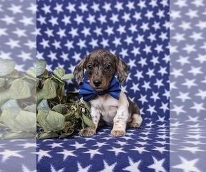Dachshund Puppy for Sale in LEOLA, Pennsylvania USA