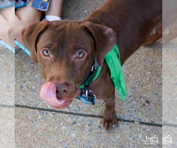 Medium Photo #5 Chocolate Labrador retriever-Retriever  Mix Puppy For Sale in Washington, DC, USA