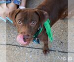 Small #4 Chocolate Labrador retriever-Retriever  Mix