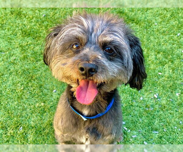 Medium Photo #1 Mutt Puppy For Sale in Moreno Valley, CA, USA