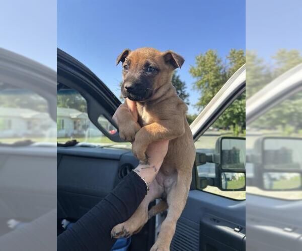 Medium Photo #1 Black Mouth Cur Puppy For Sale in Oklahoma City, OK, USA