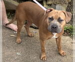 Small #6 Boxer Mix