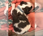 Small Photo #6 Springerdoodle Puppy For Sale in ANZA, CA, USA