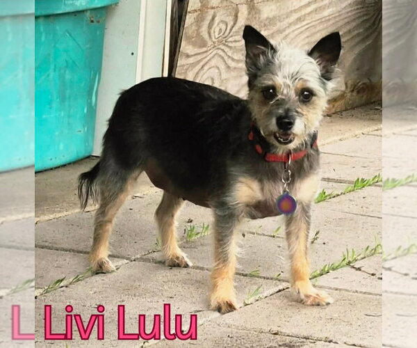Medium Photo #24 Mutt Puppy For Sale in San Antonio, TX, USA