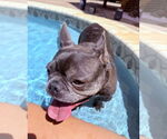 Small #1 French Bulldog