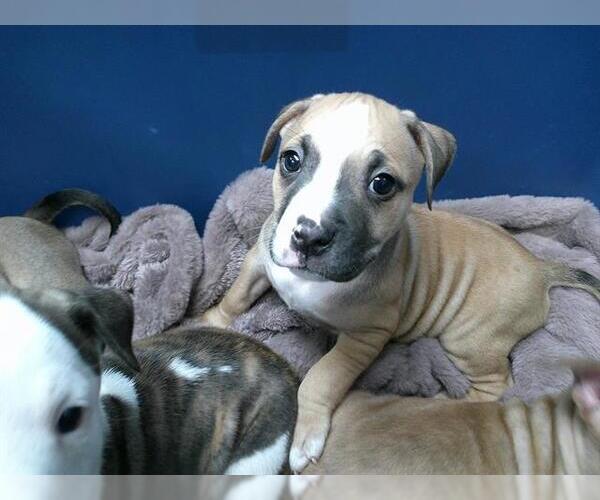 Medium Photo #1 American Pit Bull Terrier-Unknown Mix Puppy For Sale in Oklahoma City, OK, USA