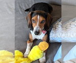 Small #25 Beagle