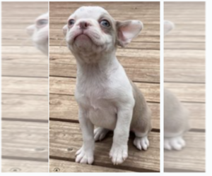 Boston Terrier Puppy for sale in BEND, OR, USA