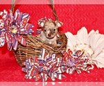 Small Photo #100 Chihuahua Puppy For Sale in CHARLESTON, AR, USA