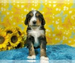Small Photo #77 Bernedoodle Puppy For Sale in COLORADO SPRINGS, CO, USA