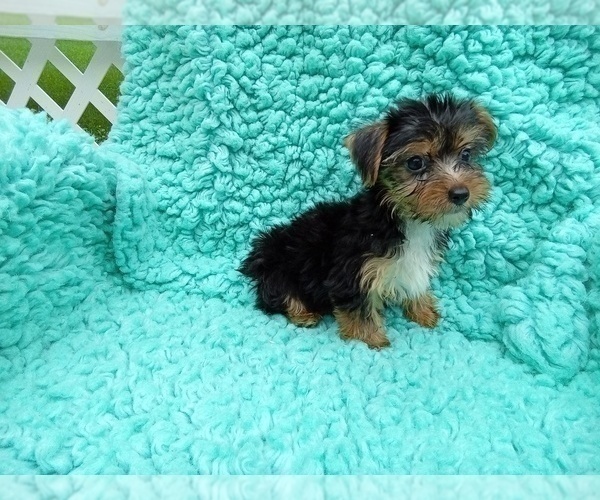 Medium Photo #1 Yorkshire Terrier Puppy For Sale in LAUREL, MS, USA