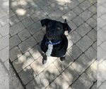 Small Photo #6 Labrador Retriever-Unknown Mix Puppy For Sale in Chico, CA, USA