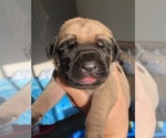 Small Photo #6 Mastiff Puppy For Sale in VANCOUVER, WA, USA