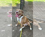 Small #37 Australian Shepherd-Catahoula Leopard Dog Mix