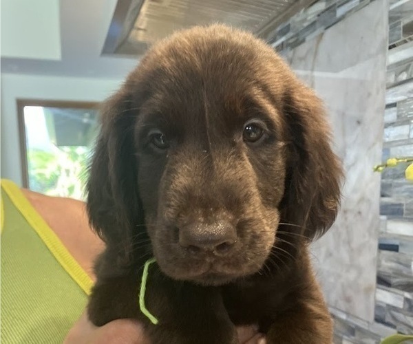 Medium Photo #2 Flat Coated Retriever Puppy For Sale in LAHAINA, HI, USA