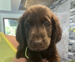 Small #1 Flat Coated Retriever