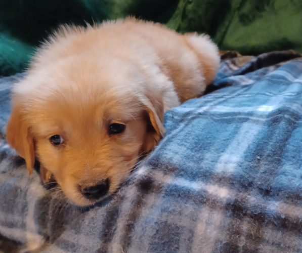 Medium Photo #7 Golden Retriever Puppy For Sale in EARLY BRANCH, SC, USA