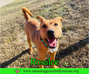 Rosalee - Female Chow Chow-Unknown Mix Dog for Adoption - Photo #3