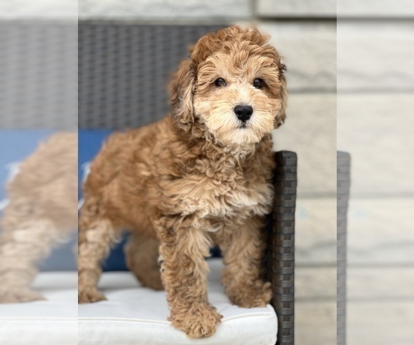 Medium Photo #2 Aussiedoodle Puppy For Sale in BEECH GROVE, IN, USA