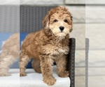 Small Photo #2 Aussiedoodle Puppy For Sale in BEECH GROVE, IN, USA