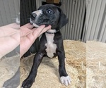 Small Photo #6 Great Dane Puppy For Sale in PORT ORCHARD, WA, USA