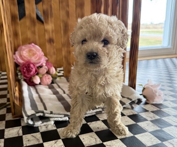Medium Photo #1 Poodle (Miniature) Puppy For Sale in CURTISS, WI, USA