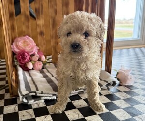 Poodle (Miniature) Puppy for sale in CURTISS, WI, USA