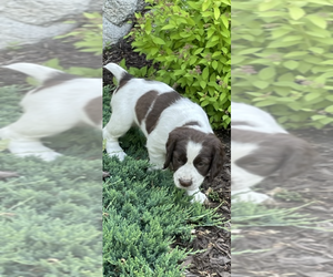 English Springer Spaniel Puppy for sale in ASHBY, MN, USA
