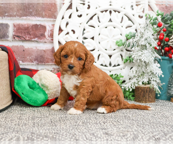 Medium Photo #4 Cavapoo (Miniature) Puppy For Sale in SYRACUSE, IN, USA