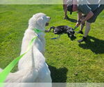 Small #1 Great Pyrenees
