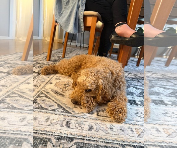 Medium Photo #3 Goldendoodle (Miniature) Puppy For Sale in Westwood, NJ, USA