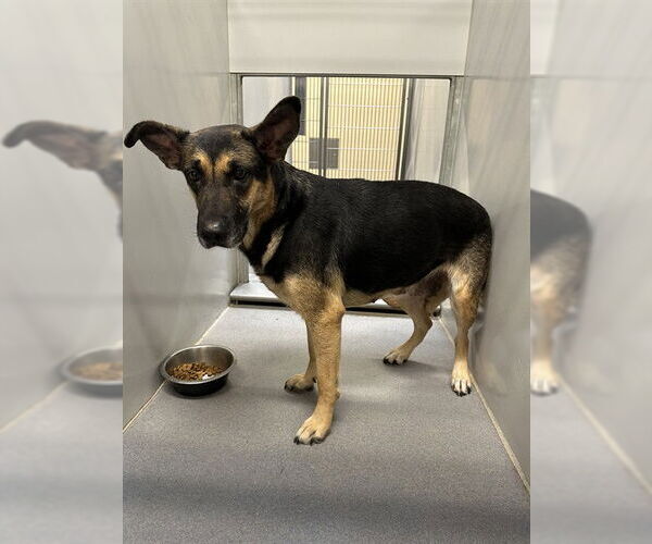 Medium Photo #2 German Shepherd Dog Puppy For Sale in Modesto, CA, USA