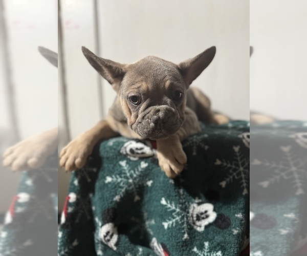 Medium Photo #4 French Bulldog Puppy For Sale in RIVERSIDE, NJ, USA