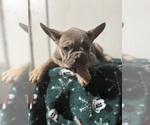 Small #3 French Bulldog