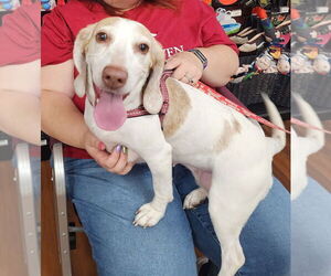 Beagle Dogs for adoption in Caldwell, NJ, USA