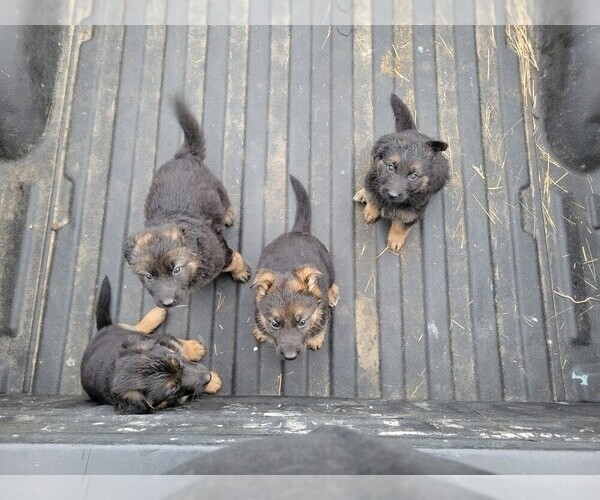 Medium Photo #1 German Shepherd Dog Puppy For Sale in HEATHSVILLE, VA, USA