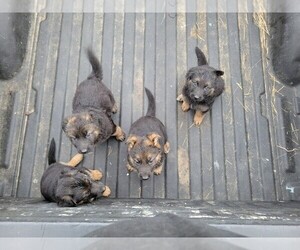 German Shepherd Dog Puppy for sale in HEATHSVILLE, VA, USA