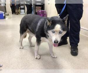 Siberian Husky Dogs for adoption in Riverside, CA, USA
