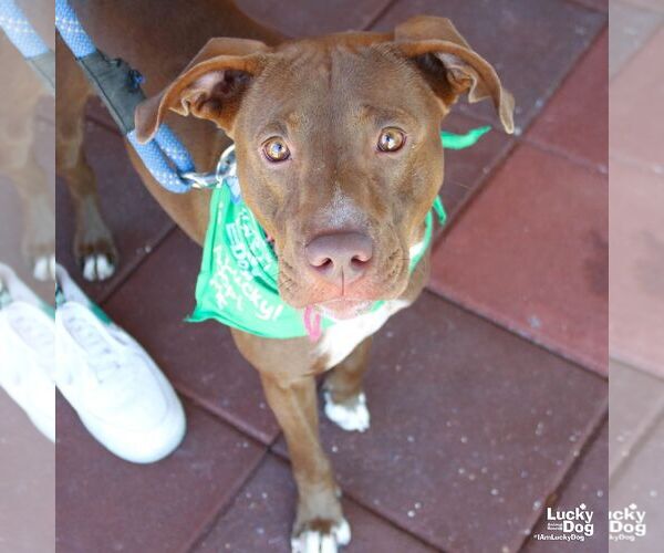 Medium Photo #4 Labrador Retriever-Unknown Mix Puppy For Sale in Washington, DC, USA